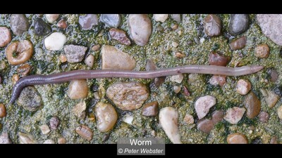 Worm