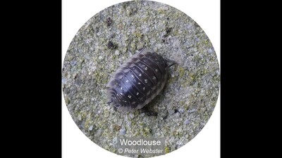 Woodlouse