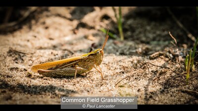 Common Field Grasshoppe