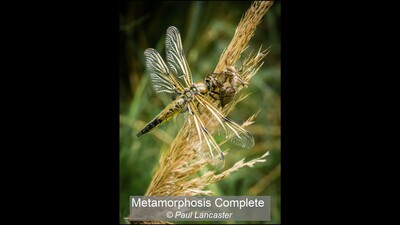 Metamorphosis Complete