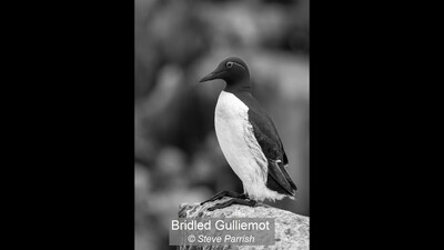 Bridled Gulliemot