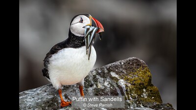 Puffin with Sandells