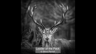 Leader of the Pack