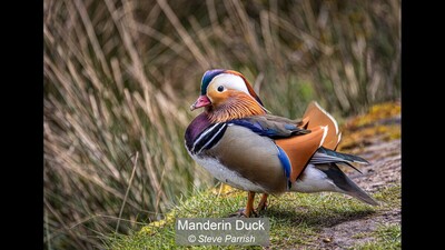 Manderin Duck