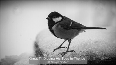 Great Tit Dipping His Toes In The Ice