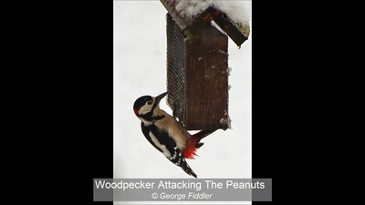 Woodpecker Attacking The Peanuts