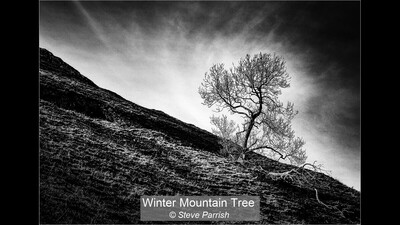 Winter Mountain Tree