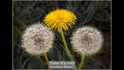 Three of a Kind