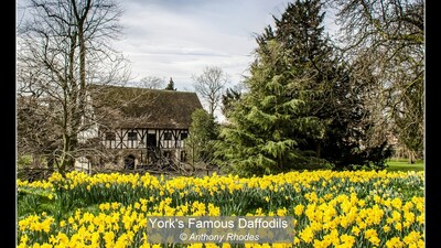 York's Famous Daffodils