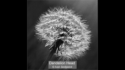 Dandelion Head