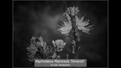 Asphodelus Ramosus 'Silverod'