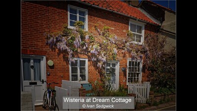 Wisteria at Dream Cottage