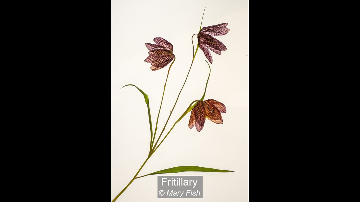 Fritillary