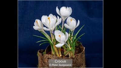 Crocus