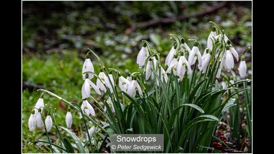 Snowdrops