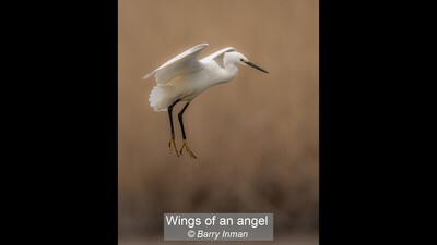 Wings of an angel