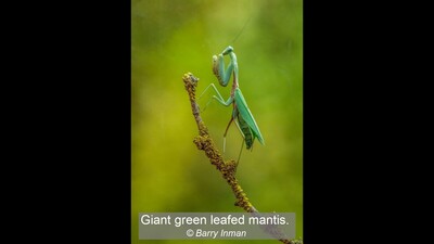 Giant green leafed mantis.