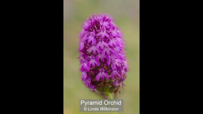 Pyramid Orchid