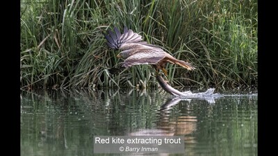 Red kite extracting trout
