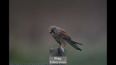 Prey