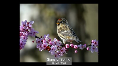 Signs of Spring