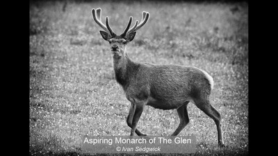 Aspiring Monarch of The Glen