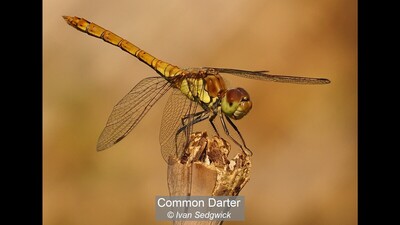 Common Darter