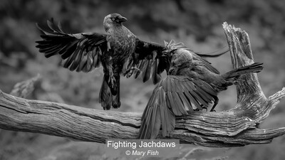 Fighting Jachdaws
