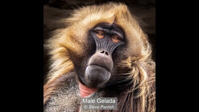 Male Gelada