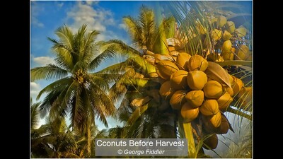 Cconuts Before Harvest