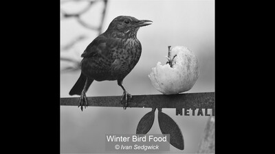Winter Bird Food