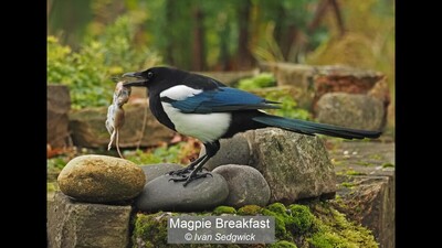 Magpie Breakfast