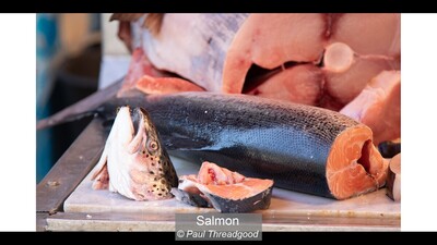 Salmon
