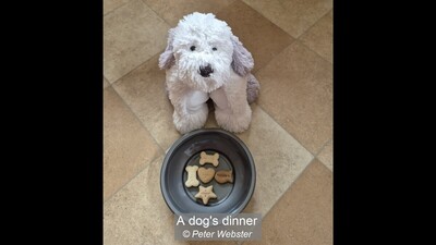 A dog's dinner