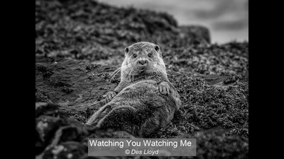 Watching You Watching Me