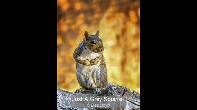 Just A Grey Squirrel