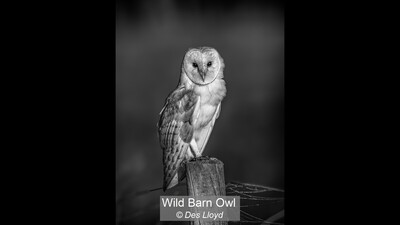 Wild Barn Owl