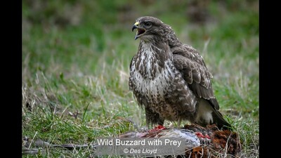 Wild Buzzard with Prey