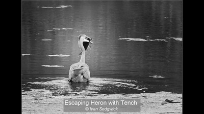 Escaping Heron with Tench