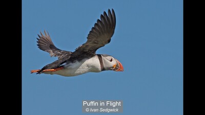 Puffin in Flight