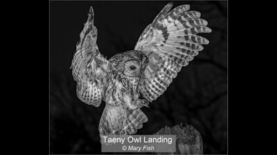 Tawny Owl Landing