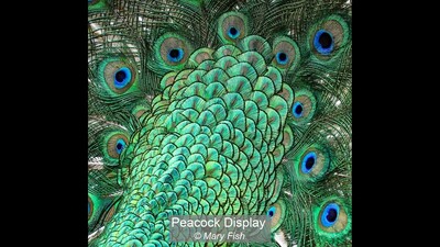 Peacock Display