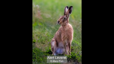 Alert Leveret