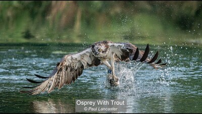 Osprey With Trout