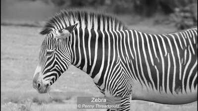 Zebra
