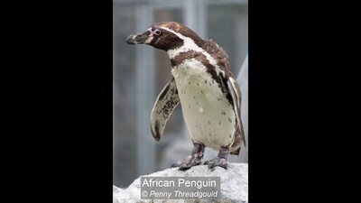 African Penguin