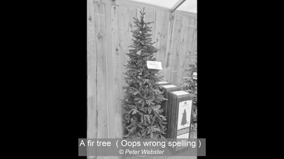 A fir tree  ( Oops wrong spelling )