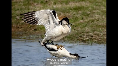 Avocets mating