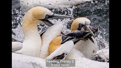 Feeding Frenzy 2