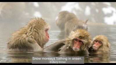 Snow monkeys bathing in onsen.